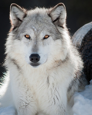 Alpha Female Wolf