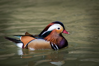 Mandarin Duck