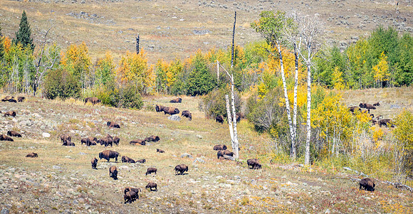 Lamar Valley Bison Herd
