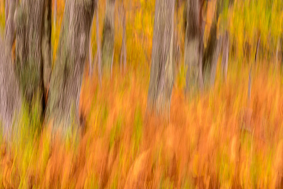 Fall Color Abstract