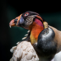 King Vulture