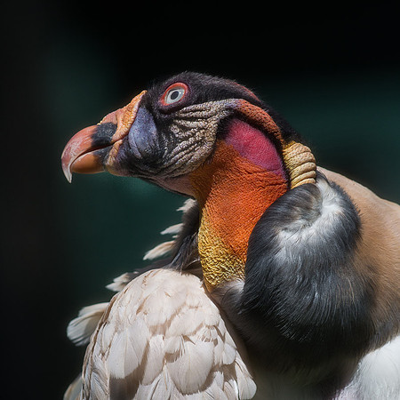 King Vulture