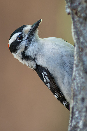 Downey Woodpecker