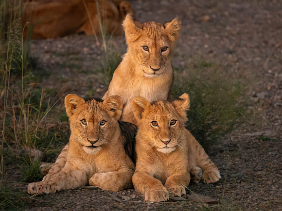 Lion Cubs