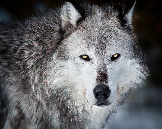 Alpha Male Wolf