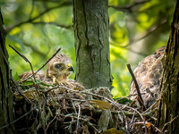 20210527-Red Shoulder Hawk0049-Edit-Edit