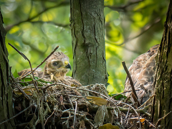 20210527-Red Shoulder Hawk0049-Edit-Edit