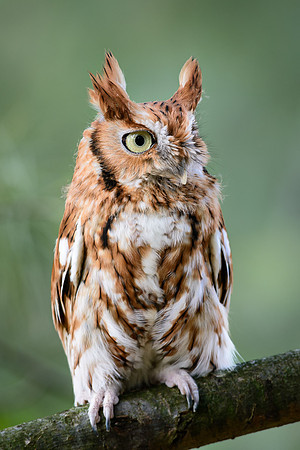 Eastern Screech Owl - Red