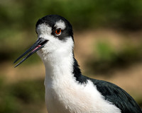 Black Necked Stilt (Captive)