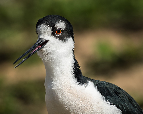 Black Necked Stilt (Captive)