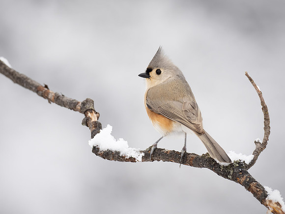 Tufted Titmouse