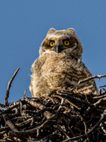 Great Horned Owlet