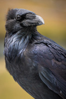 Raven