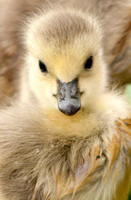 Baby Goose