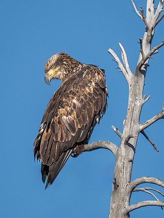 Juvenile Bald Eagle