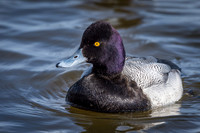 Lesser Scaup