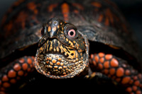 Eastern Box Turtle