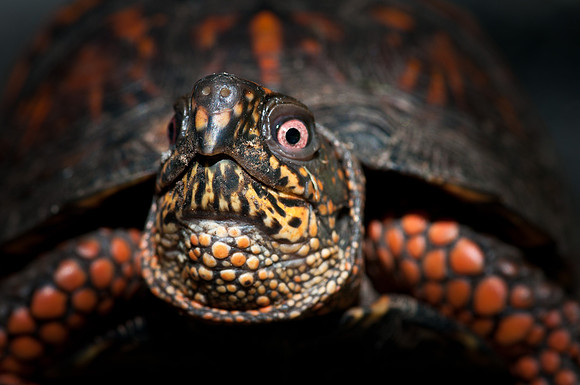 Eastern Box Turtle
