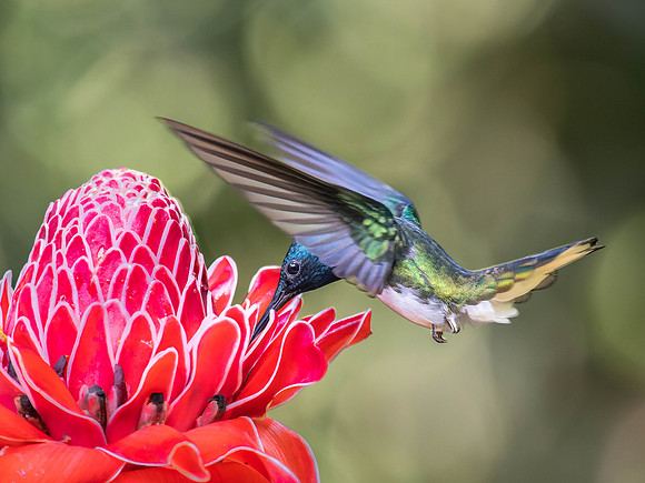 White-Necked Jacobin